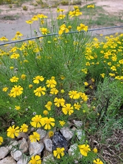 Helenium amarum