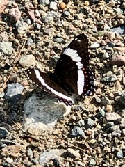 Limenitis arthemis arthemis