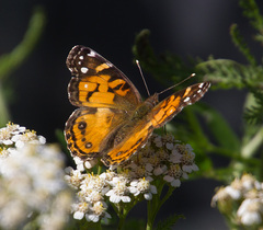 Vanessa virginiensis