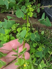 Oxalis stricta