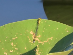 Enallagma vesperum