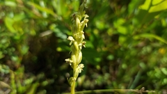 Platanthera aquilonis