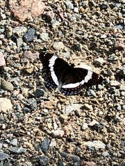 Limenitis arthemis arthemis
