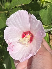 Hibiscus moscheutos