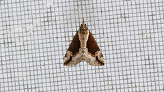 Hypena baltimoralis