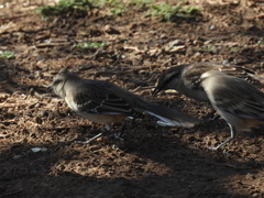 Mimus saturninus