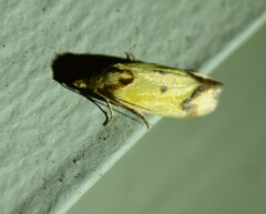 Agapeta zoegana
