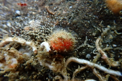 Boltenia villosa