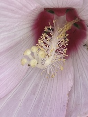 Hibiscus moscheutos
