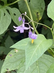 Solanum dulcamara