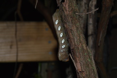 Eumorpha pandorus
