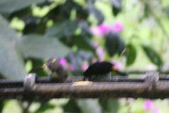 Ramphocelus flammigerus