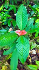 Palicourea tomentosa