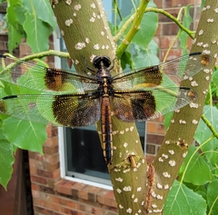 Libellula luctuosa
