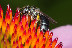 Ceratina