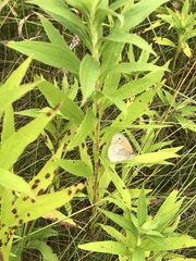 Coenonympha california