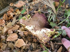 Xerocomellus salicicola