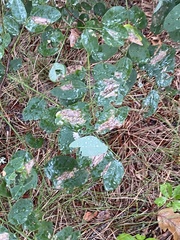 Chrysaster ostensackenella