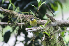 Ramphocelus flammigerus