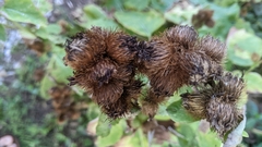 Arctium
