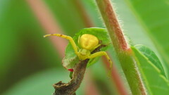 Misumena vatia