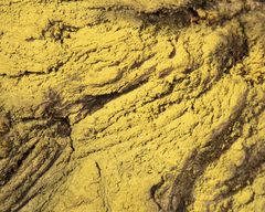 Chrysothrix candelaris