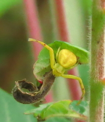 Misumena vatia