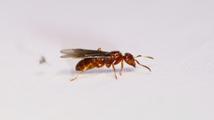 Lasius