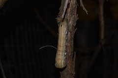 Eumorpha pandorus