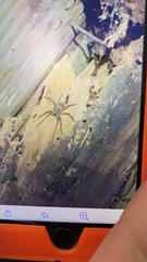 Dolomedes tenebrosus