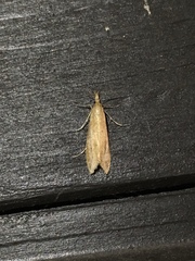 Donacaula melinellus