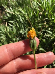 Raillardella scaposa