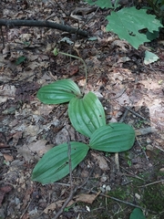 Cypripedium acaule