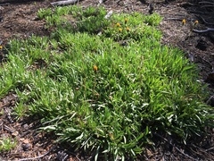 Raillardella scaposa