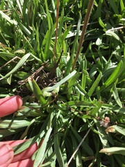 Raillardella scaposa