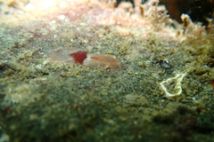 Notoplana sanguinea