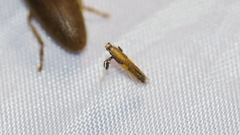 Caloptilia