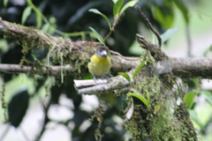 Ramphocelus flammigerus