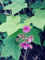 Rubus odoratus