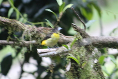 Ramphocelus flammigerus