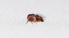 Cyrtolobus