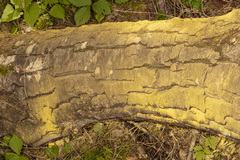 Chrysothrix candelaris