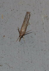 Fissicrambus mutabilis