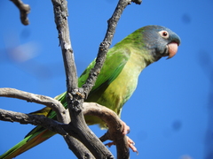 Thectocercus acuticaudatus