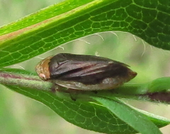 Philaenus spumarius
