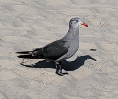 Larus heermanni