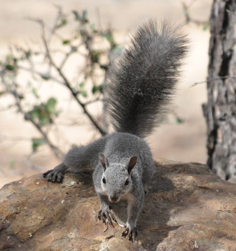 Western Gray Squirrel