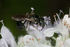 Ceratina