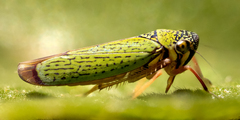 Versigonalia vermiculata