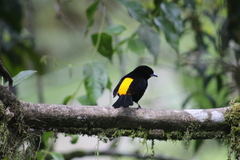 Ramphocelus flammigerus
